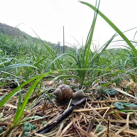 Essentia - Vinarsky Domcek S Vonkajsou Virivkou * Streda nad Bodrogom