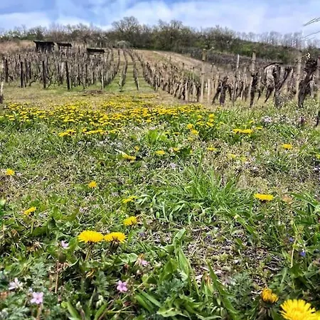 Essentia - Vinarsky Domcek S Vonkajsou Virivkou Apartment